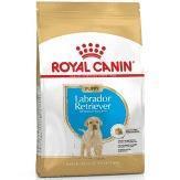 Golden Retriever Puppy 12kg
