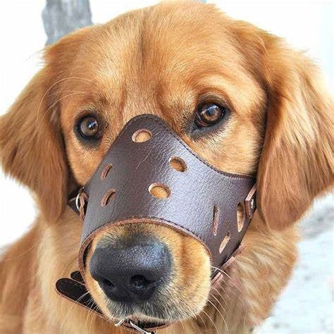 Pet anti-bite mask