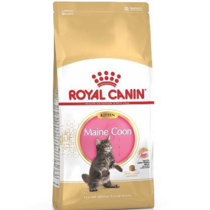 FBN Kitten Maine Coon 2kg