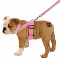 Dog Harness Grad Pink 25mm